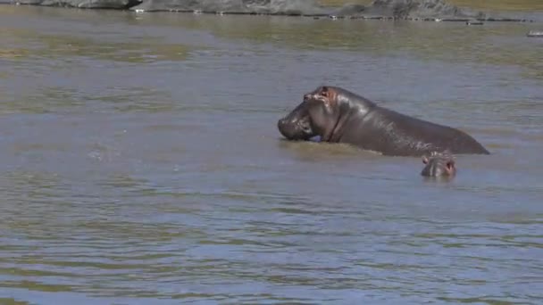 Two Hippos River — Stock Video