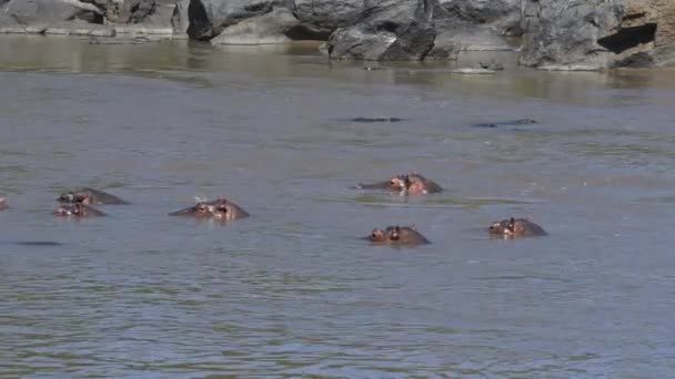 Hippopotamuses Bathing Mara River — Stock Video