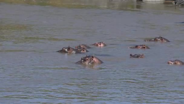Hippopotamus Pod Bathing Mara River — Stock Video