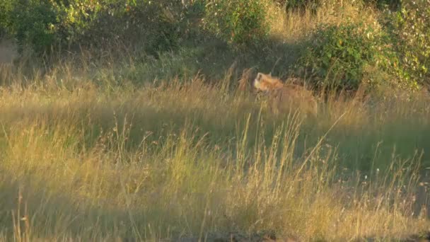 Zauważona Hiena Chodząca Trawie — Wideo stockowe