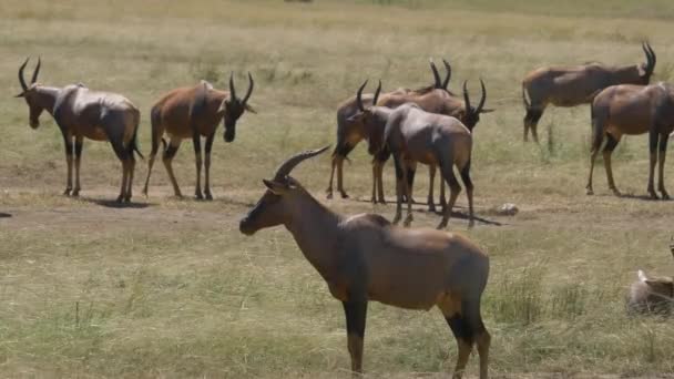Topi Antilopállomány Maasai Marában — Stock videók