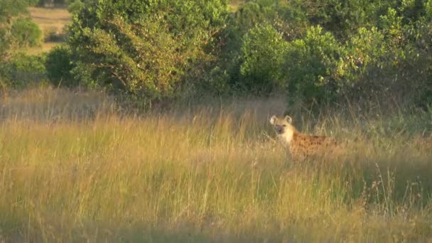 Hyäne Auf Dem Gras — Stockvideo