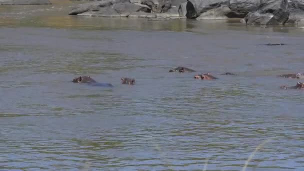 Hippos Zwemmen Buurt Van Rotsen — Stockvideo