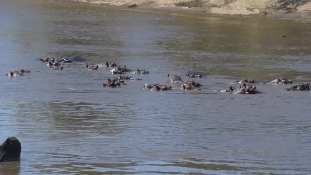 Hippopotamus Pod Mara River — Stock Video