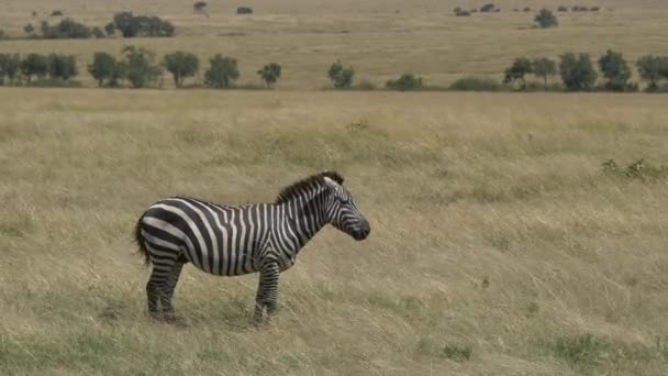 Zebra Wandelen Maasai Mara Grasland — Stockvideo