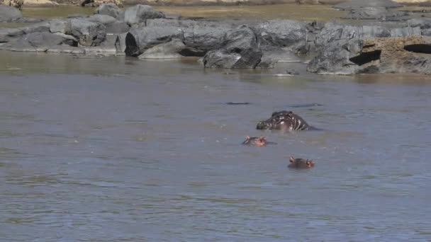 Ondergedompelde Nijlpaarden Die Bij Stenen Staan — Stockvideo