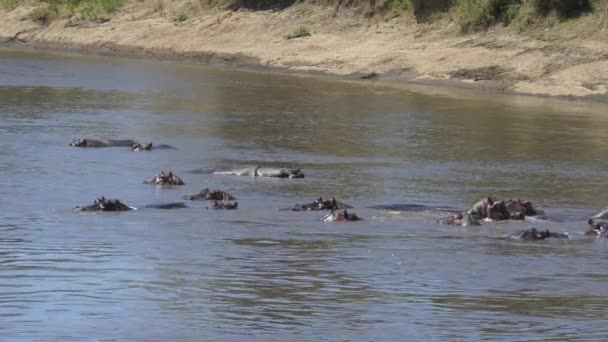 Hippopotamuses Bathing River — Stock Video