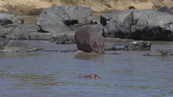 Hippopotamus Walking Mara River — Stock Video