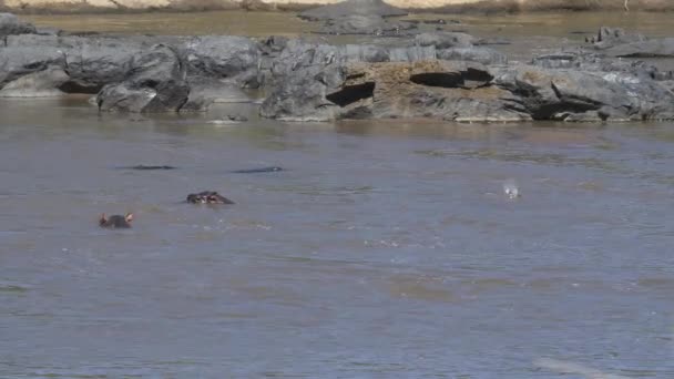 岩の近くに立っている沈み込んだカバ — ストック動画