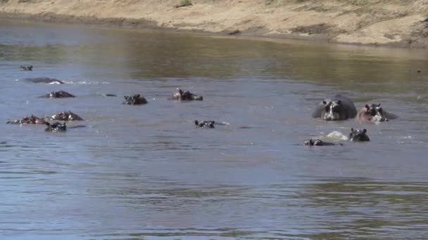 Hippopotamus Pod Mara River — Stock Video