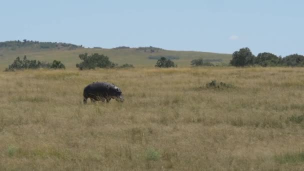 Flodhäst Maasai Mara Slätter — Stockvideo