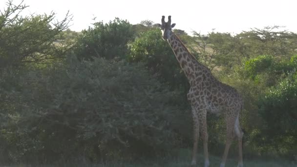 Giraffe Standing Next Green Bushes — 图库视频影像