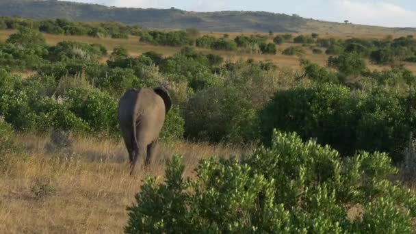 Rear View Elephant Walking Bushes — 비디오