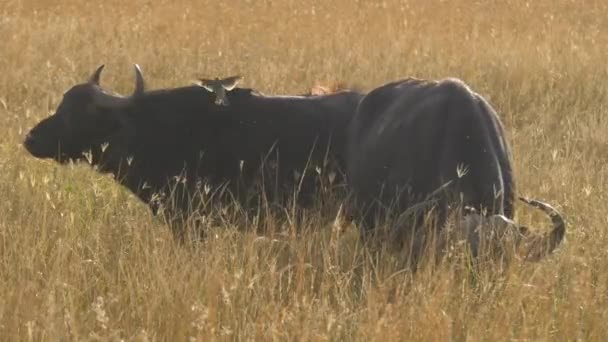 Två Afrikanska Bufflar Står Torrt Gräs — Stockvideo