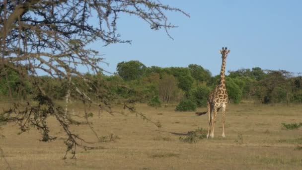 Masajska Żyrafa Afryce — Wideo stockowe