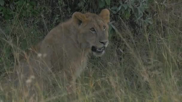 Lioness Sitting Walking — Stock Video