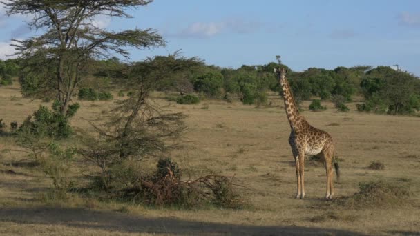 Жираф Африканской Саванне — стоковое видео