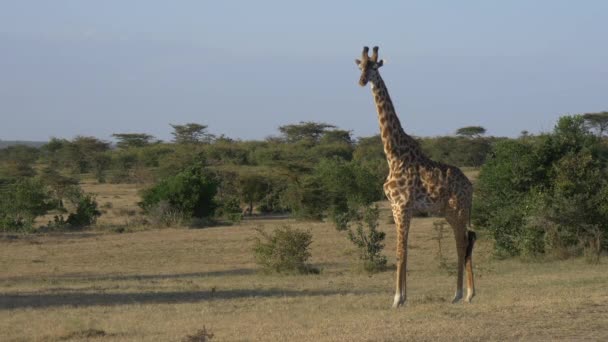Жираф Масаи Мара — стоковое видео