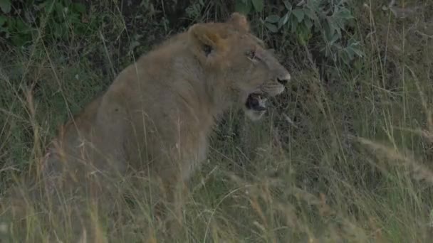草の上に座っ雌ライオン — ストック動画