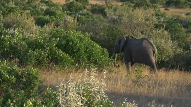 Elefante Comendo Perto Arbustos — Vídeo de Stock