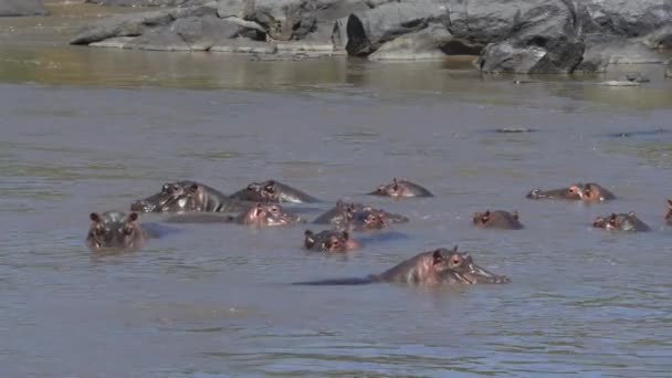 Hippopotamus Pod Bij Rotsen — Stockvideo