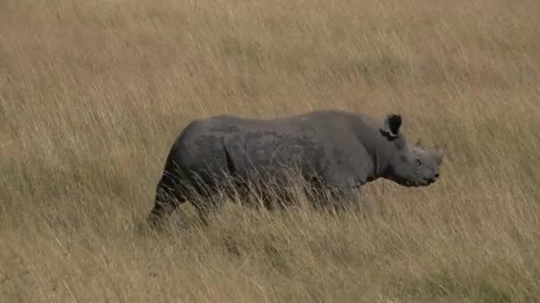 Rhino Wandelen Droge Vlaktes Masai Mara — Stockvideo