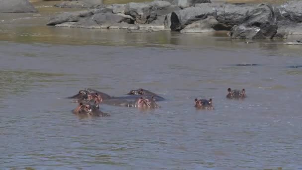 Hippopotamus Pod Bij Stenen — Stockvideo