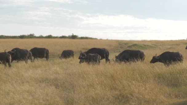 African Buffaloes Walking Dry Grass — Stock Video