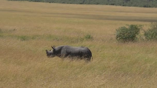 Noshörning Promenader Masai Mara — Stockvideo