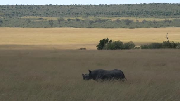 Neushoorn Wandelen Savanne — Stockvideo