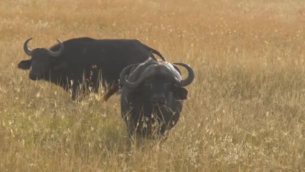 Two African Buffaloes Dry Grass — Stock Video