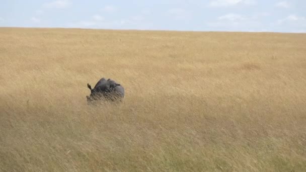 Vista Posteriore Rinoceronte Che Cammina Pianure Secche — Video Stock
