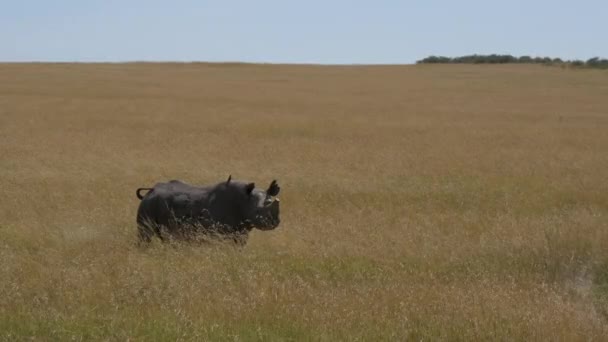 Rhinoceros Standing Maasai Mara Plains — Stock Video