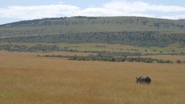 Paisagem Rinoceronte Andando Savana — Vídeo de Stock