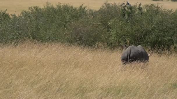 Rhino Pastando Cerca Arbustos — Vídeo de stock