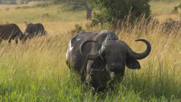 Afrikanische Büffel Stehen Und Grasen — Stockvideo