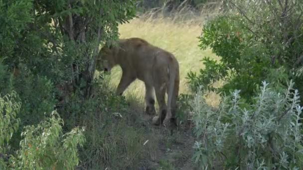 León Hembra Caminando Entre Arbustos — Vídeos de Stock