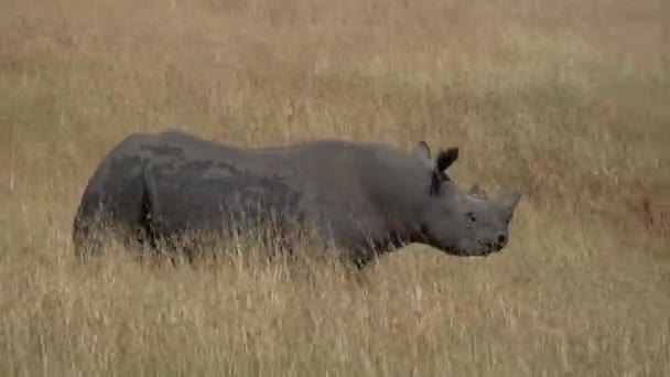 Rhinoceros Vandrar Torra Slätter — Stockvideo