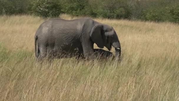 Elefante Con Ternera Pie Hierba Seca — Vídeo de stock