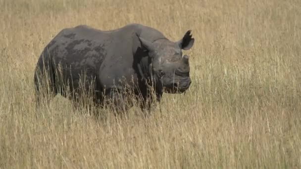 Rhinocéros Herbe Sèche — Video