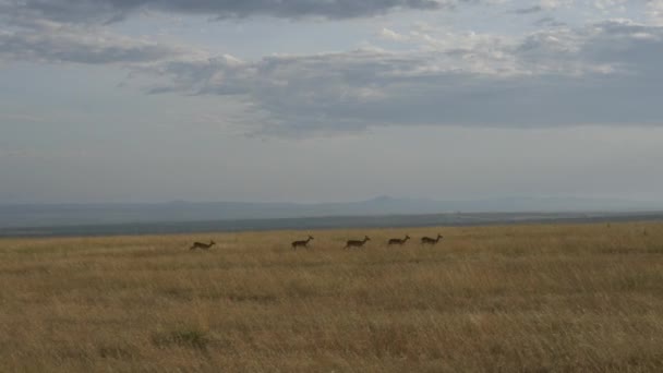 Cinque Impala Che Saltano Masai Mara — Video Stock