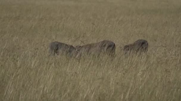 Yaban Domuzları Otların Üzerinde Yemek Yiyor — Stok video