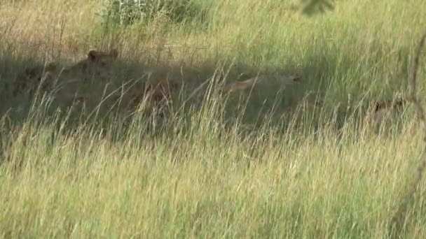 Leeuwen Slapen Liggen Het Gras — Stockvideo