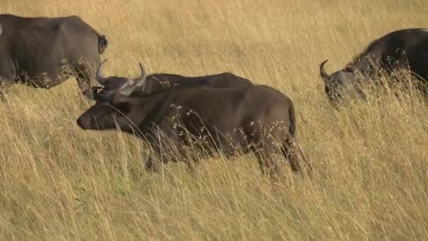 Afrikaanse Buffels Droog Gras — Stockvideo