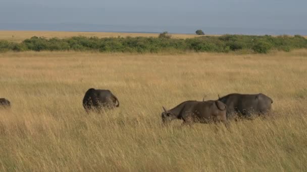 Afrikaanse Buffels Lopend Droge Vlakten — Stockvideo