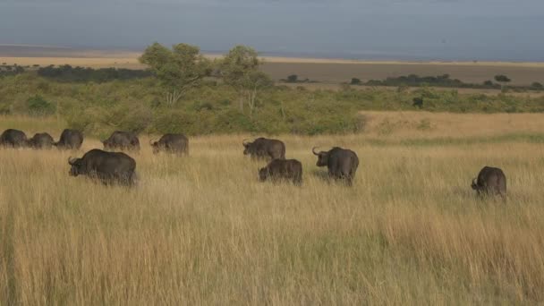 Afrikanska Bufflar Och Kalvar Går Savannen — Stockvideo