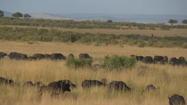 African Buffalo Herd Open Grassland — Stock Video