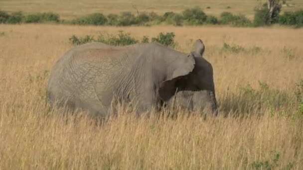 Olifant Masai Mara Vlaktes — Stockvideo