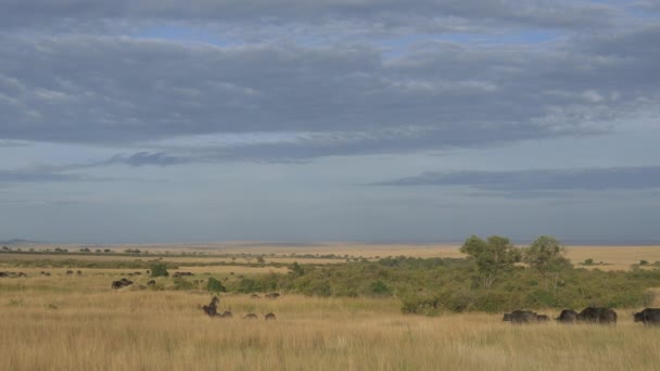 Paisagem Maasai Mara Com Rebanho Búfalo Africano — Vídeo de Stock