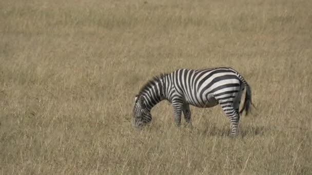 Zebra Pastando Reserva Nacional Maasai Mara — Vídeo de Stock